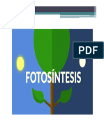 La Fotosíntesis