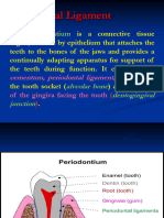 .Periodontal Ligament