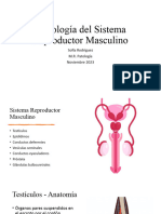 Histología Del Sistema Reproductor Masculino