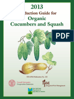 Organic Cucumbers