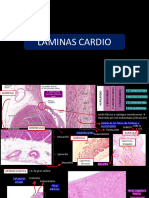 Laminas Histo - Modificado