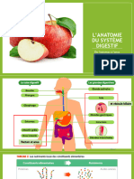 2 - L'anatomie Du Système Digestif