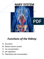 Urinary System (Week 16)