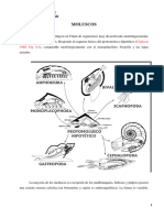 Ammonites