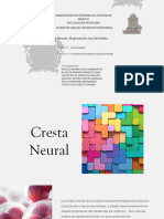 Cresta Neural y Sentidos