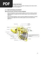 Inervacion de Los Dientes