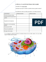 Ejercicios 2 6 Celula y Envolturas Celulares-2