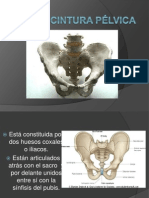 Cintura Pélvica