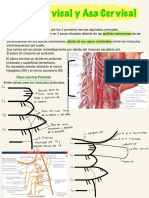 3 Plexo Cervical