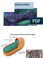 Cyto1an Mitochondrie2022aouati