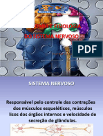 Anatomia Do Sistema Nervoso