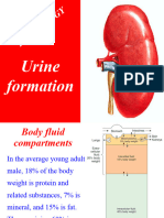 Urine Formation