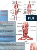 Musculos Del Cuerpo Humano