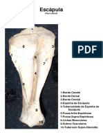 Apostilia Osteologia