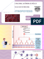 ERITROPOYESIS