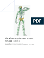 Vías Aferentes y Eferentes, Sistema Nervioso Periférico