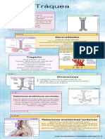 Infografía Tráquea