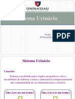 ANATOMIA-Sistema Urinário e Reprodutor