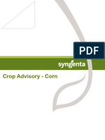 Crop Advisory - Corn