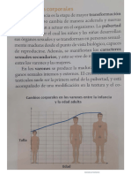 Cambios y Etapas Corporales