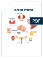 How Endocrine Works