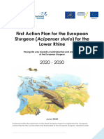 1e Actieplan Steur in de Rijn First Sturgeon Action Plan For The Lower Rhine