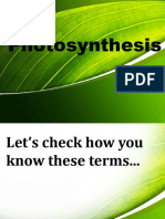 Photosynthesis Docs