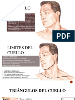 Anatomía y Contenido de Los Espacios Del Cuello JH