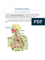 Human Respiratory System