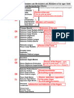 UPPER LIMB - 6 Spinal Cord Segments, Dermatomes and Myotomes of The Upper Limb