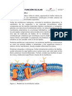 2021 Tercer Trimestre Autoevaluacion 2 Biologia 10°