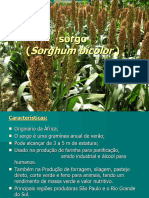 Sorgo