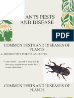 Plants Pests and Disease