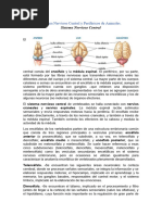 Sistema Nervioso Central y Periféricos de Animales