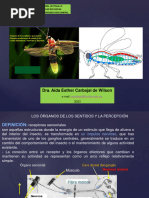 Clase Teoria Semana 6 - Entomologia General 2023ii