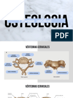 Columna Vetebral