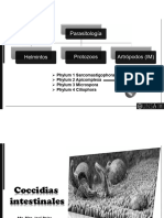 Coocidiasis Intestinales 2023