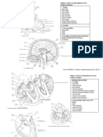 Roteiro Anatomia SN e Coracao