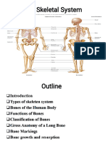 Skeletal System (2) - 2