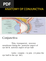 Anatomy of Conjunctiva