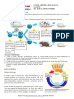 GT 2021 CN G6 Que Es El Ciclo Celular