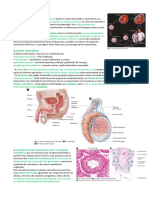 Resumo ''Gametogenese Humana'' FPM