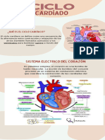 Ciclo Cardiaco