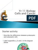 1.3 - Mitosis-1