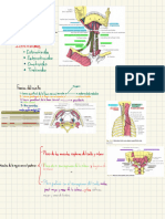 Resumen de Los Musculos Del Cuello