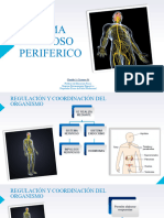 Sistema Nervioso Periferico