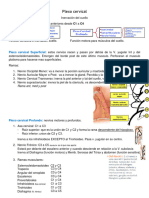 Plexo Cervical