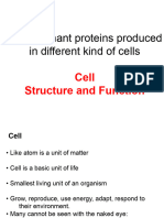 BTN-345 L1 Cell Structure