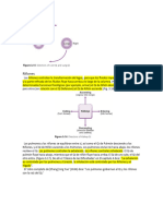 Traduccion Foundation MTC Maciocia