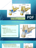 Tunel Tarso y Retinaculos Pie